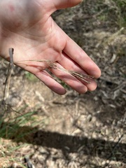 Cymbopogon refractus