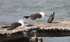 Larus pacificus