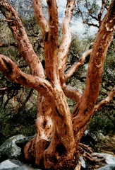 Polylepis albicans