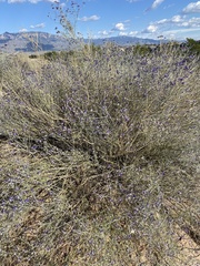 Psorothamnus scoparius
