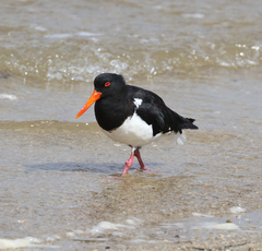 Haematopus longirostris