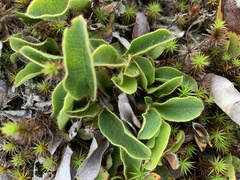 Epigaea repens