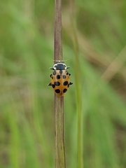 Hippodamia tredecimpunctata