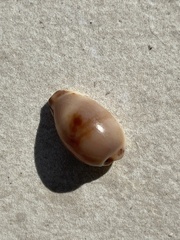 Purpuradusta gracilis