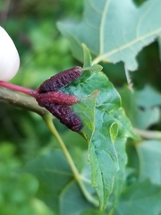 Dasineura communis