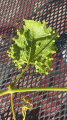 Daktulosphaira vitifoliae