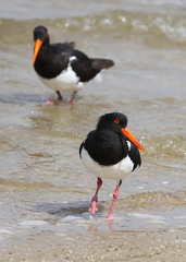 Haematopus longirostris