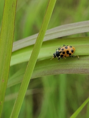 Hippodamia tredecimpunctata