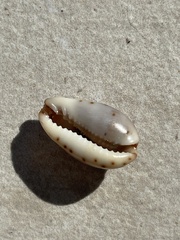 Purpuradusta gracilis