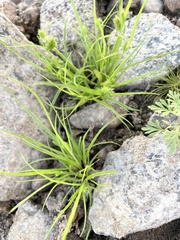Cyperus squarrosus