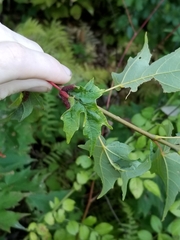 Dasineura communis