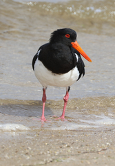 Haematopus longirostris