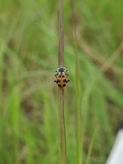 Hippodamia tredecimpunctata