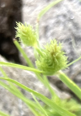 Cyperus squarrosus