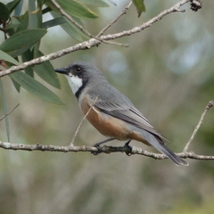 Pachycephala rufiventris