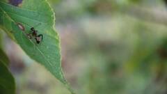 Camponotus americanus