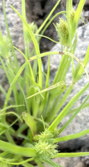 Cyperus squarrosus