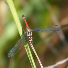 Agrionoptera insignis