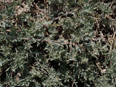 Atriplex maximowicziana