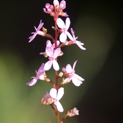Stylidium graminifolium