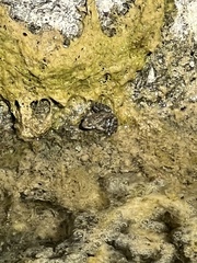 Rana boylii