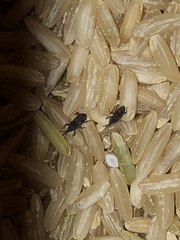 Sitophilus