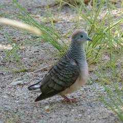 Geopelia placida