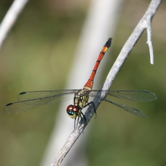 Agrionoptera insignis
