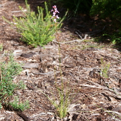 Stylidium graminifolium