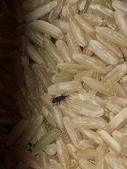 Sitophilus