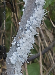 Prociphilus tessellatus
