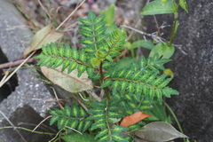 Zanthoxylum piperitum