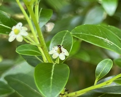 Prenolepis imparis