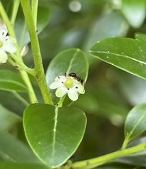 Prenolepis imparis