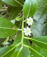 Campyloneura virgula