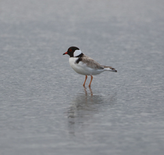 Thinornis cucullatus