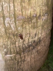 Periplaneta australasiae