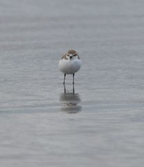 Charadrius ruficapillus