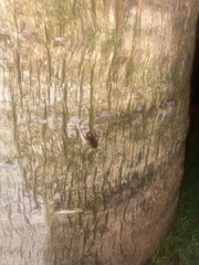 Periplaneta australasiae