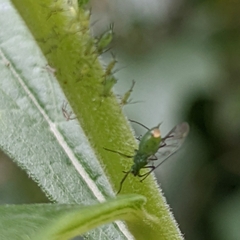 Macrosiphum rosae