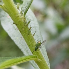 Macrosiphum rosae