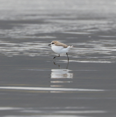 Charadrius ruficapillus