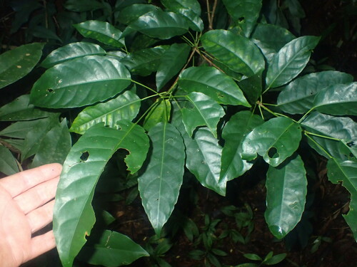 Elaeocarpus floridanus observed 2022-05-25