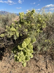 Atriplex