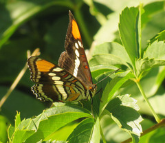 Adelpha eulalia