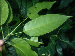 Elaeocarpus floridanus