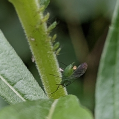 Macrosiphum rosae