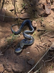 Lampropeltis holbrooki
