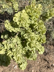 Atriplex