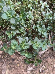 Chenopodium robertianum